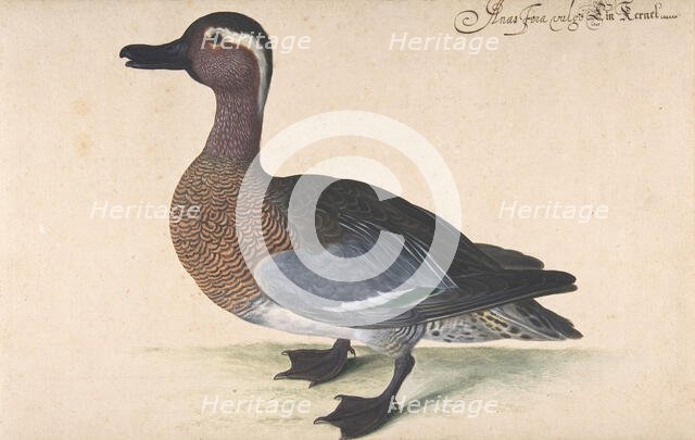 A Male Teal, 1604-80. Creator: Johann Jakob Walther.