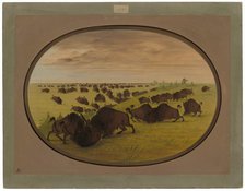 Bulls Fighting, 1861/1869. Creator: George Catlin.