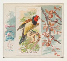 Black-breasted Barbet, from the Song Birds of the World series (N42) for Allen & Ginter Ci..., 1890. Creator: Allen & Ginter.