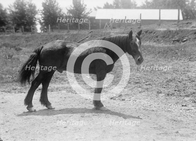 Rodney, Army Horse in Cuban War, Retired at Fort Myer, 1916. Creator: Harris & Ewing.