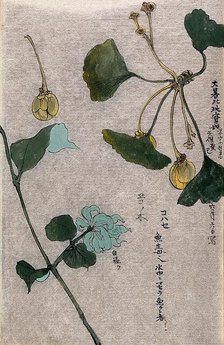 Two plants, a fruiting branch of a maidenhair tree (Ginkgo biloba) and a liane stem. Creator: Unknown.