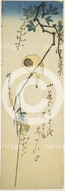 Bird on silky wisteria, 1830s-1840s. Creator: Ando Hiroshige.