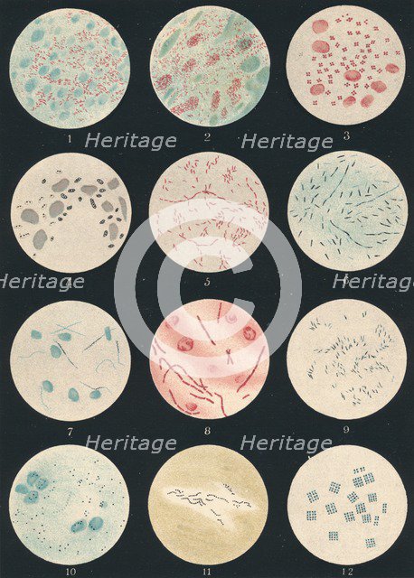 'Bacteria', c19th century. Artist: Unknown.