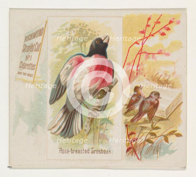 Rose-breasted Grosbeak, from the Song Birds of the World series (N42) for Allen & Ginter C..., 1890. Creator: Allen & Ginter.