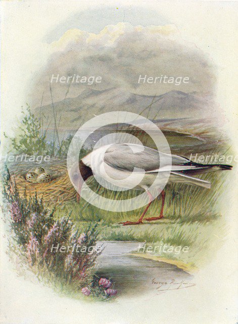 'Black-Headed Gull - Lar'us ridibun'dus', c1910, (1910). Artist: George James Rankin.