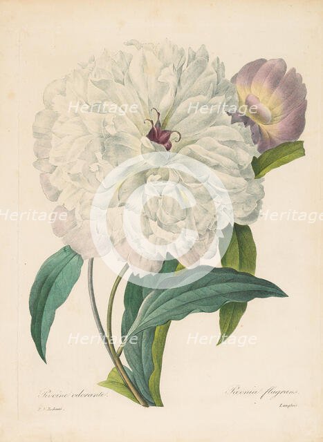 Paeonia flagrans (Peony) , 1827. Creator: Redouté, Pierre-Joseph (1759-1840).