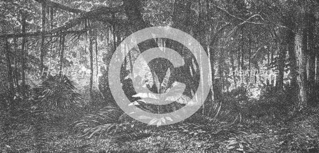 'Forest in Java; Speculations concerning Former Southern Geographies', 1875. Creator: Unknown.