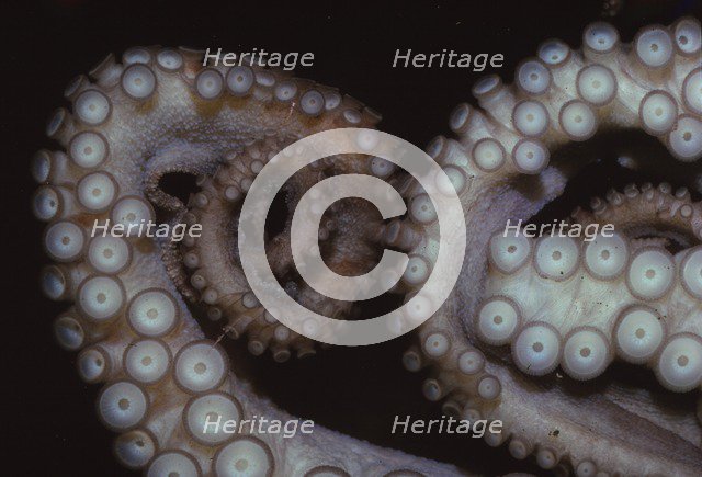 Octopus (Octopus vulgaris), Tentacles, 20th century. Artist: CM Dixon.