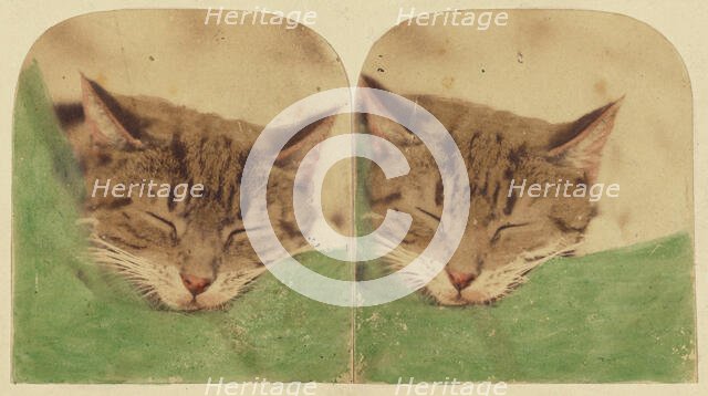Sleeping cat, 1870s. Creator: William H. Mason.