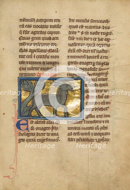 A Wild Donkey; De Natura Avium; De Pastoribus et Ovibus; Bestiarium, 1277 or after. Creator: Unknown.