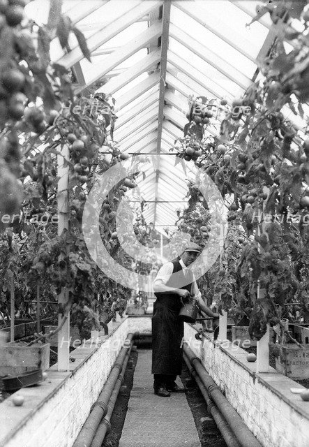 War time gardening activities, York, Yorkshire, 1941. Artist: Unknown