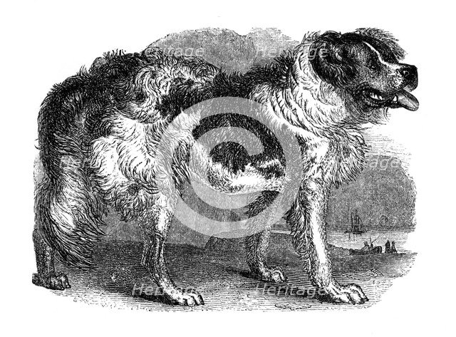 Newfoundland dog, 1848. Artist: Unknown