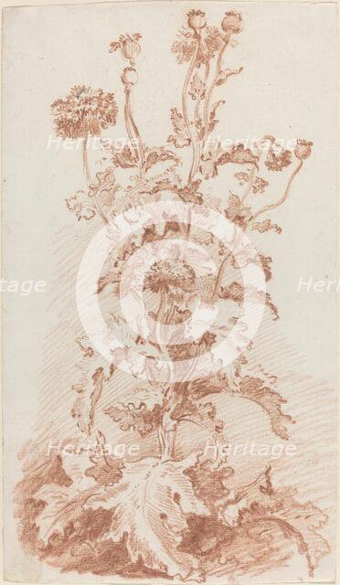 Poppies with Seed Pods, mid 1760s. Creator: Jean Baptiste Marie Huet.