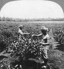 A tea plantation, Java, Indonesia, 1902.Artist: CH Graves