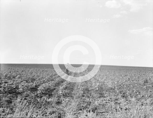Hoeing cotton, South Texas, 1936. Creator: Dorothea Lange.