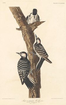 Red-cockaded Woodpecker, 1837. Creator: Robert Havell.