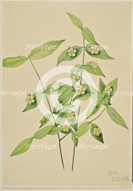 Strawberry Bush (Euonymus americanus), 1919. Creator: Mary Vaux Walcott.