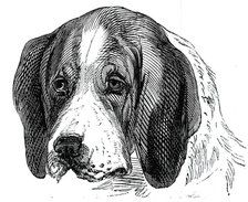 Head of the Old English Hound, 1844. Creator: Unknown.