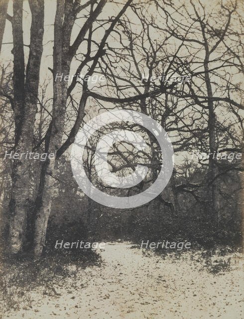 [Fontainebleau Forest], ca. 1860. Creator: Eugène Cuvelier.
