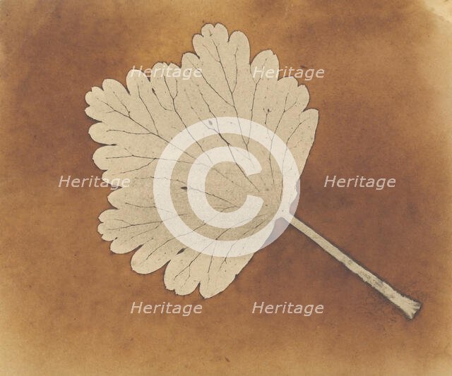 [Leaf], ca. 1840. Creator: William Henry Fox Talbot.