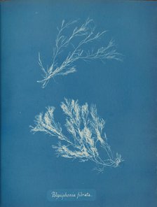 Polysiphonia fibrata, ca. 1853. Creator: Anna Atkins.