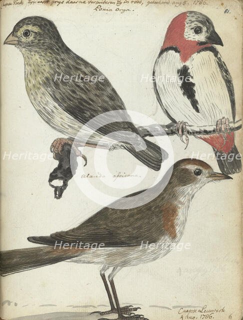 Cape birds, 1786. Creator: Jan Brandes.