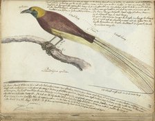 Bird of Paradise, 1785. Creator: Jan Brandes.