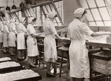 Cream manufacturing department, Rowntree factory, York, Yorkshire, 1949. Artist: Unknown