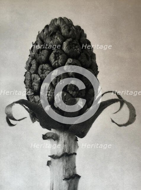 Petasites officinalis. From: Urformen der Kunst (Art Forms in Nature), 1928. Creator: Blossfeldt, Karl (1865-1932).