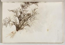 Plant from the Coliseum, c1832. Creator: Thomas Cole.