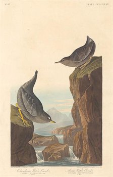 Columbian Water Ouzel and Arctic Water Ouzel, 1838. Creator: Robert Havell.