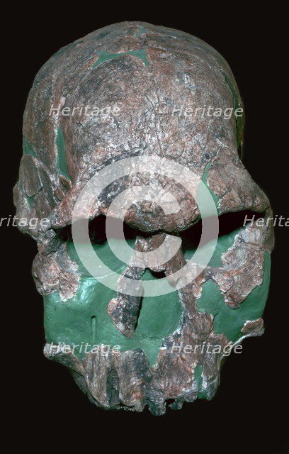 Skull of Homo Habilis. Artist: Unknown
