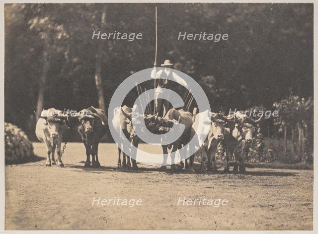 Six Oxen Team with their Driver, c. 1853. Creator: Olympe Aguado (French, 1827-1894).