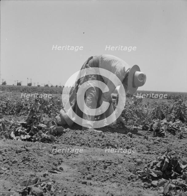 Migrant agricultural worker picking potatoes near Shafter, California, 1937. Creator: Dorothea Lange.