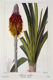 Kniphofia,  pub. 1836. Creator: Panacre Bessa (1772-1846).