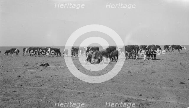 Ideal grazing conditions are afforded by this area if it is properly utilized..., Mew Mexico, 1935. Creator: Dorothea Lange.