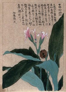 A flowering and fruiting plant stem. Creator: Unknown.