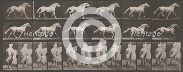 Animal Locomotion. An Electro-Photographic Investigation of Consecutive Phases of Animal ..., 1880s. Creator: Eadweard J Muybridge.