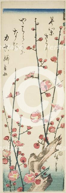 Blossoming plum branches, c. 1843/47. Creator: Ando Hiroshige.