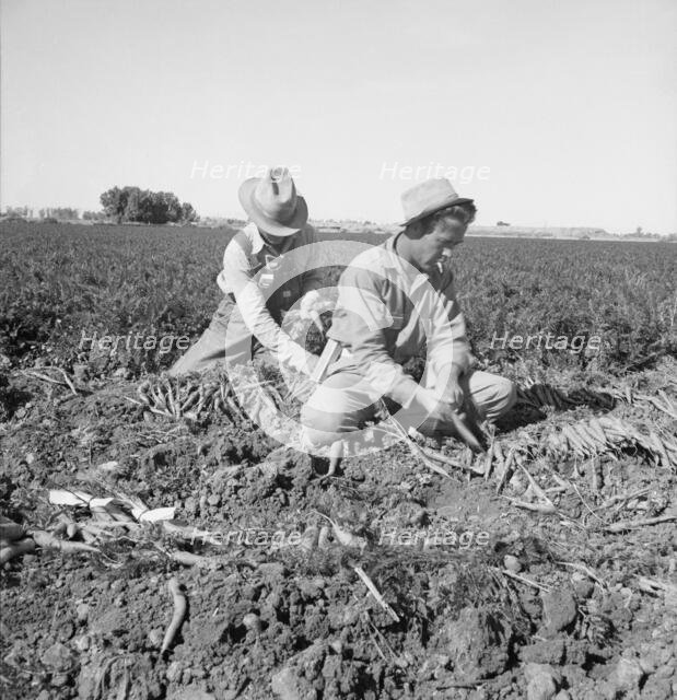 Large scale agriculture, near Meloland, Imperial Valley, 1939. Creator: Dorothea Lange.