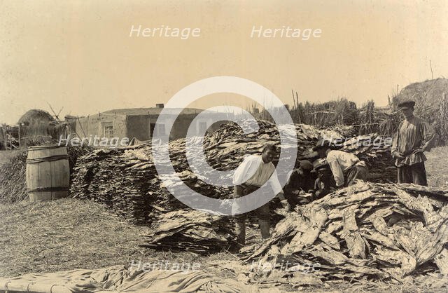 Stores of Fish on the Shore: Fishing on Lake Zaisan, 1909. Creator: Nikolai Georgievich Katanaev.