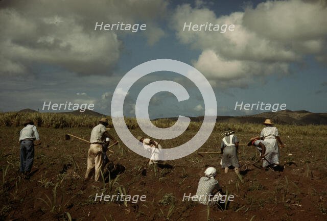 Cultivating sugar cane on the Virgin Islands Company land, vicinity of Bethlehem, Saint Croix, 1941. Creator: Jack Delano.