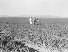 Pea fields, end of the day, near Calipatria, California, 1939. Creator: Dorothea Lange.