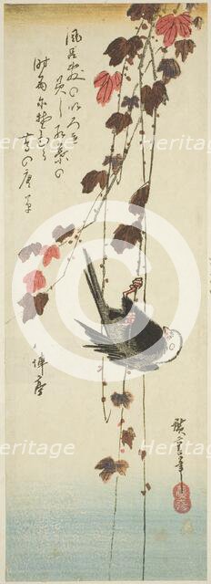 White-headed bird and ivy, mid-1830s. Creator: Ando Hiroshige.