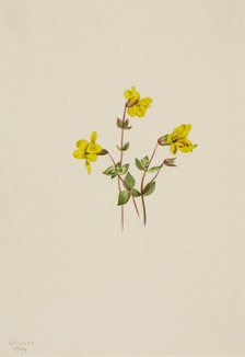 Alpine Monkey Flower (Mimulus caespitosus), 1904. Creator: Mary Vaux Walcott.