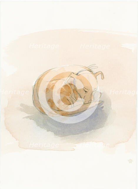 Sleeping dog, 2003. Creator: Judith Dobie.