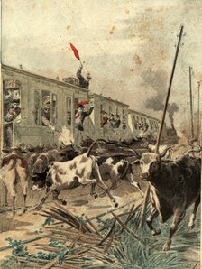 Spanish passenger train was, attacked by a herd of bulls in the province of Salamanca, engraving …