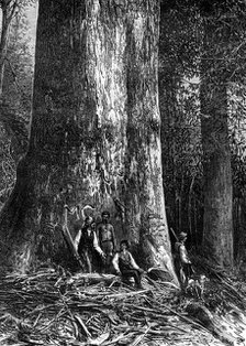 Giant eucalyptus, Australia, 1886. Artist: Taylor