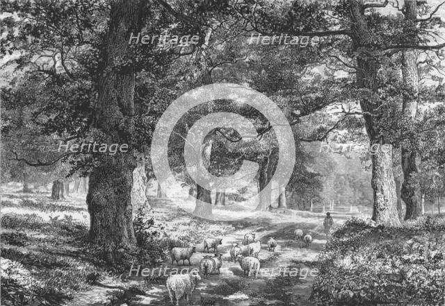 'In Sherwood Forest', c1875. Creator: Josiah Wood Whymper.