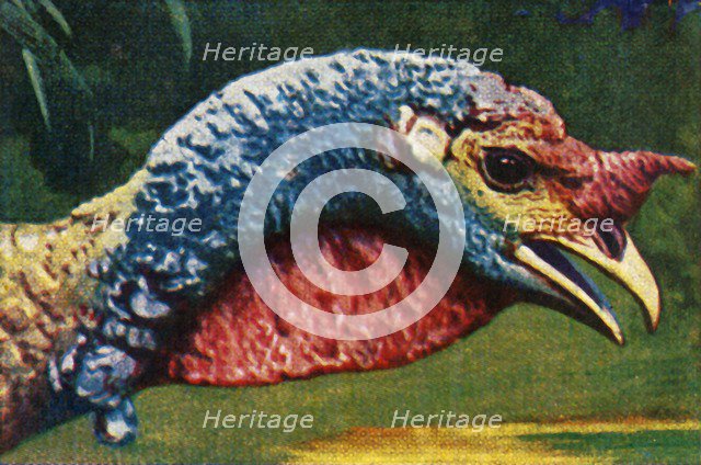 Turkey, c1928. Creator: Unknown.